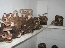 shiitake