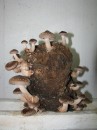 shiitake